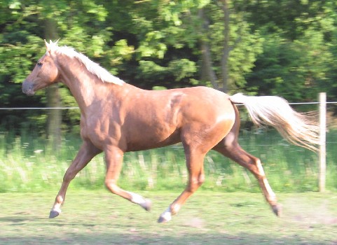 �strupg�rds Chico